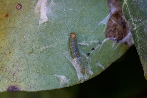 Cacoecimorpha pronubana